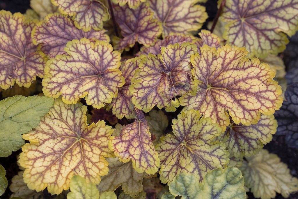 Heuchera in schattigem Gartenbereich – ideale Staude für Halbschatten und Schattenplätze