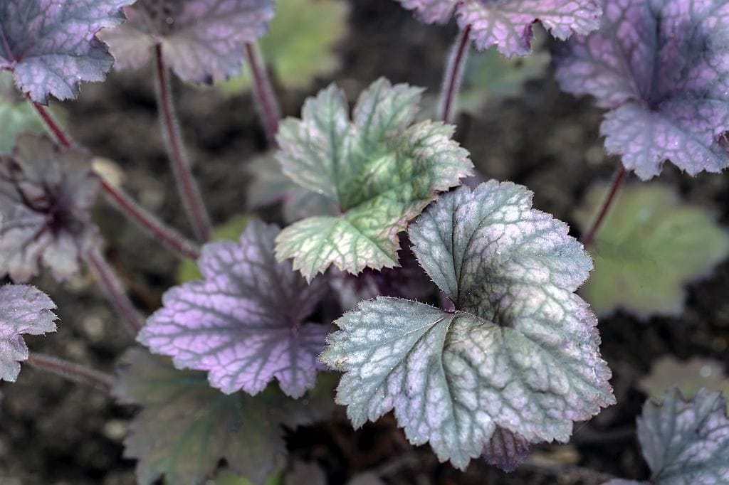 Purpurglöckchen (Heuchera) an sonnigem Standort – Staude mit farbenfrohem Laub, ideal für volle Sonne
