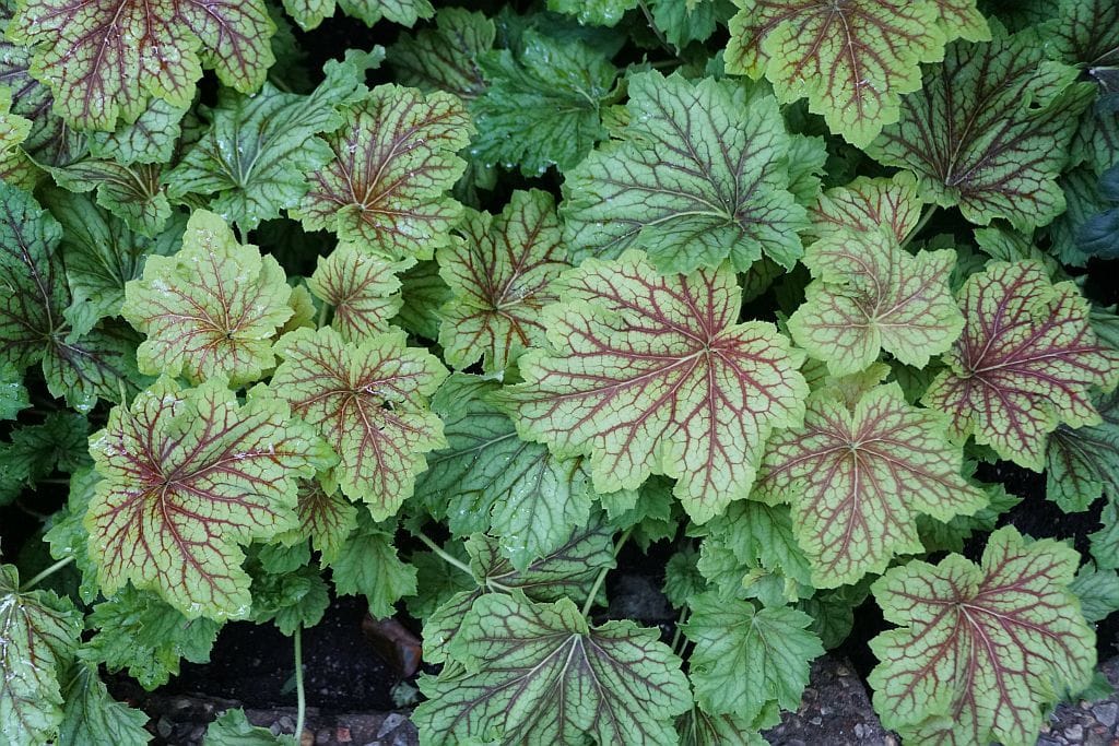 Purpurglöckchen (Heuchera) im Halbschatten – dekorative Staude mit farbigem Laub für schattige Gartenbereiche