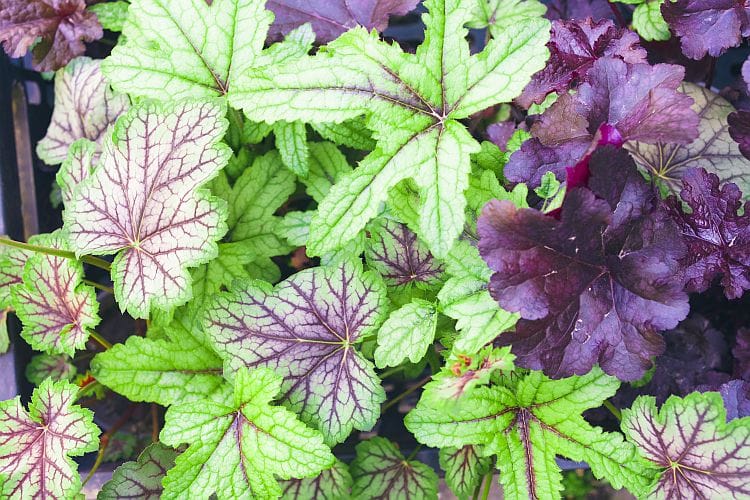 Purpurglöckchen (Heuchera) – Pflegetipps für gesundes Wachstum, Standortwahl und Gießen