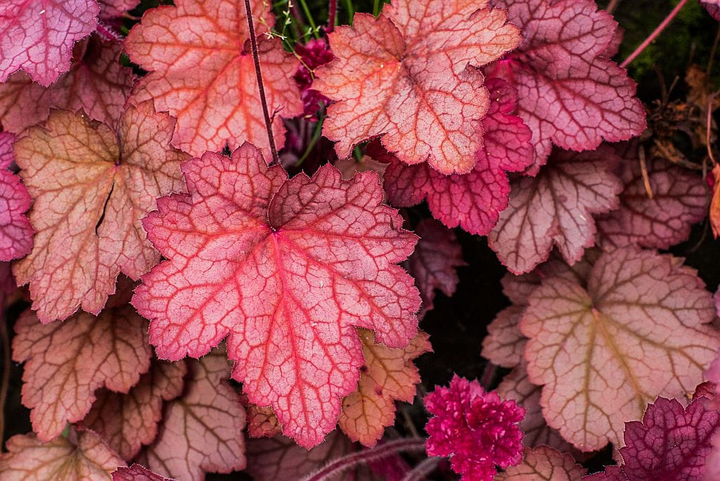 Purpurglöckchen (Heuchera) Pflanze mit dekorativen Blättern und zarten Blüten – Vorstellung der Staude und ihrer Eigenschaften