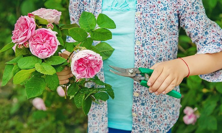 so schneiden sie ihre rosen richtig