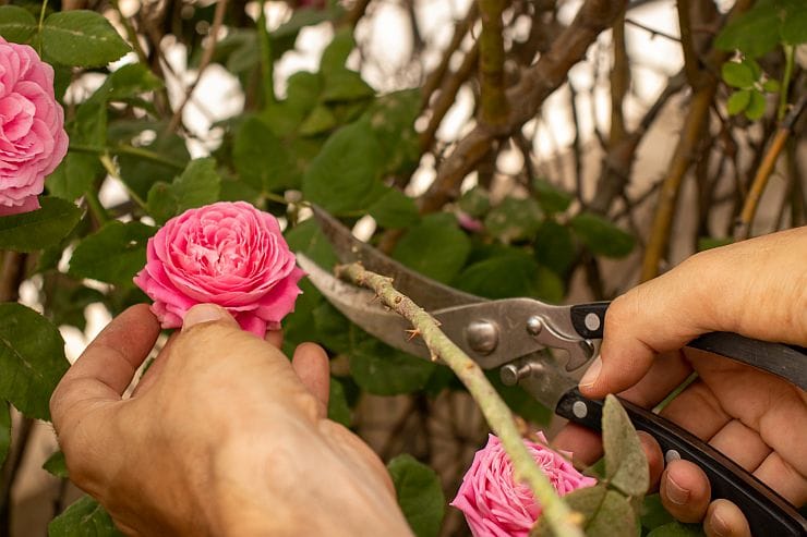 Schnitt von Rosen im Sommer
