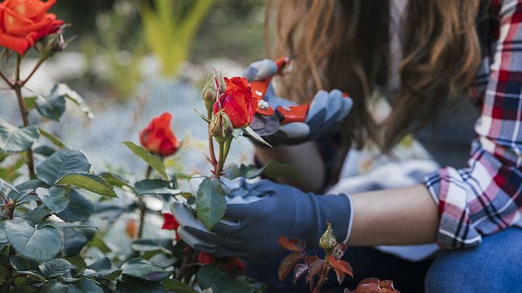 Rosen richtig schneiden: Frühjahr oder Herbst – Anleitung für gesunde, blühfreudige Rosen