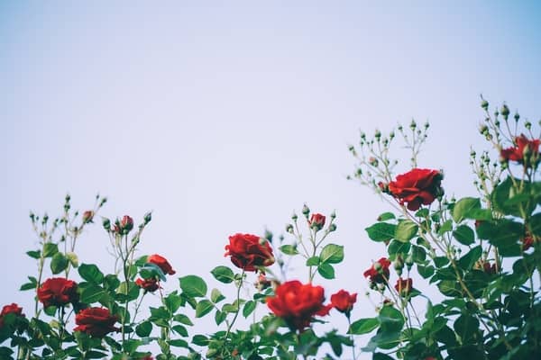 Rosen schneiden