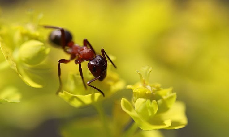 „Nahaufnahme einer Ameise im Garten”