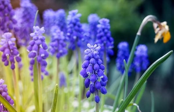 Frühlingsblumen blau