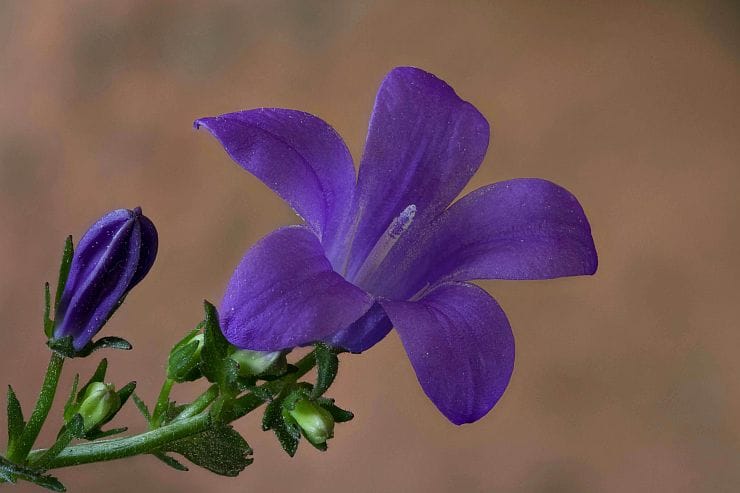 Dalmatiner Polsterglockenblume blühend im Sommer lavendelfarben