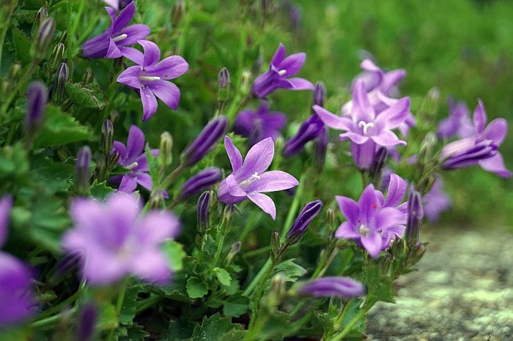 Dalmatinische Glockenblume – Kultivierung und Pflege