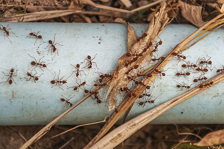 Was kann man gegen Ameisen im Garten tun?
