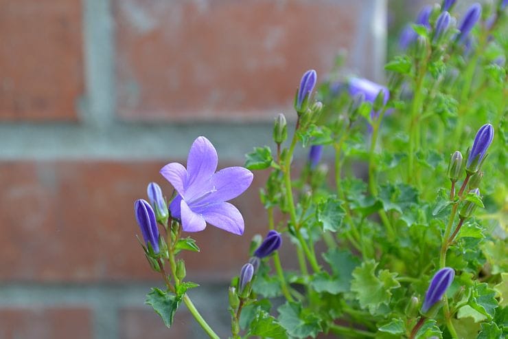 Dalmatiner Glockenblume - Pflege, Vermehrung und Tipps für üppige Blüten
