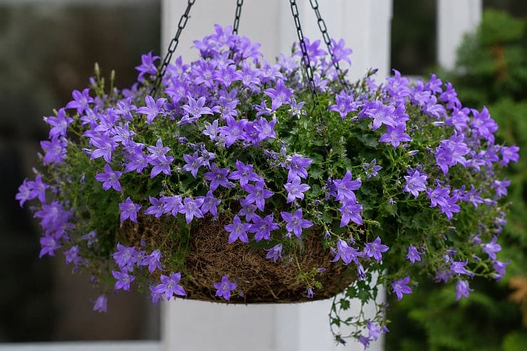 Hängende Blumenschale mit üppig blühender Hängepolster-Glockenblume (Campanula poscharskyana) in kräftigem Violett, dichtem grünen Laub und weichem Gartenhintergrund