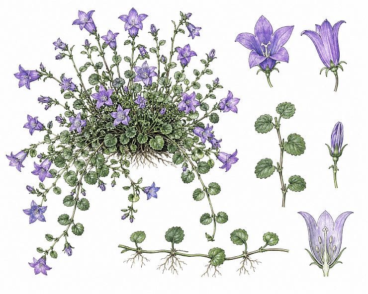 Botanische Illustration der Hängepolster Glockenblume (Campanula poscharskyana) mit violetten Blüten, kriechenden Trieben und Blättern