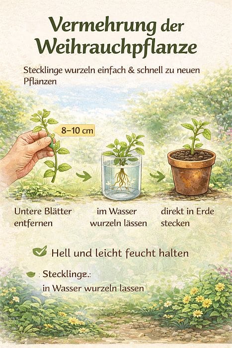 Infografik zeigt die Vermehrung der Weihrauchpflanze mit Stecklingen: Trieb schneiden, Blätter entfernen, im Wasser bewurzeln oder direkt in Erde pflanzen