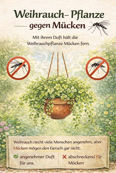 Illustration zeigt eine Weihrauchpflanze im Topf, deren Duft Mücken fernhält – natürliche Pflanze gegen Mücken auf Balkon und Terrasse