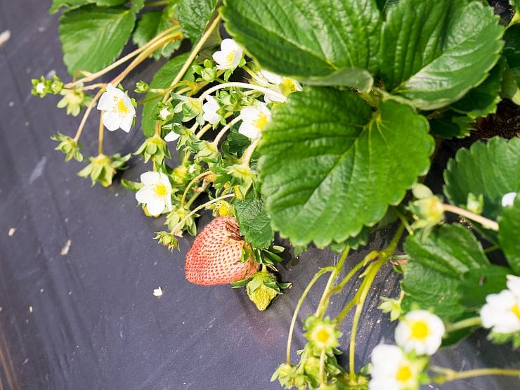 Blütezeit von Erdbeeren – rote Blüten im Garten