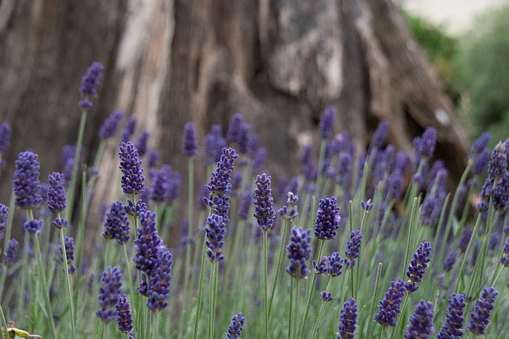 Echter Lavendel (Lavandula angustifolia) mit violetten Blüten im Garten