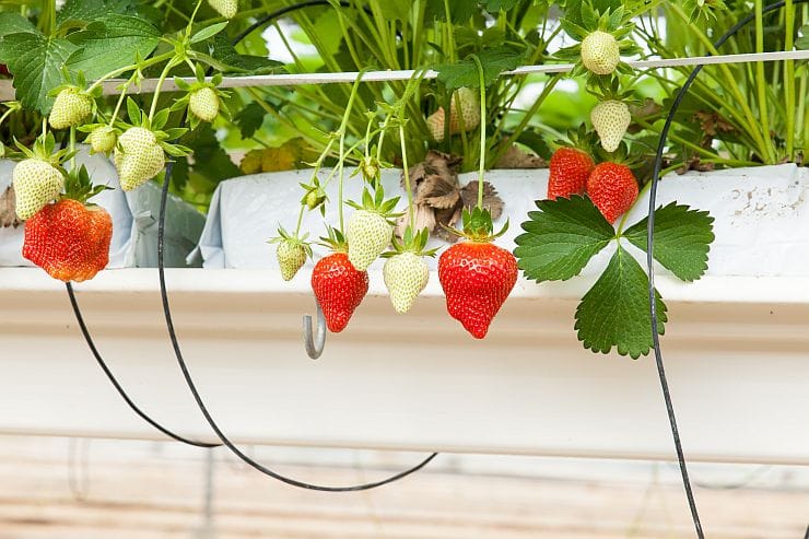 Erdbeeren auf dem Balkon anbauen