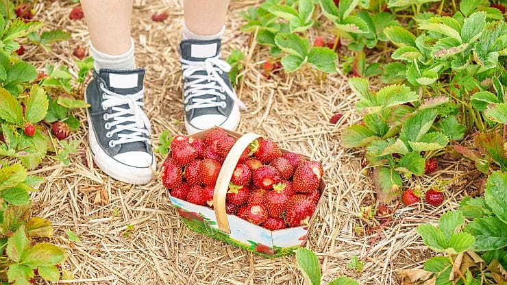 Erdbeeren pflücken – reife rote Früchte im Garten