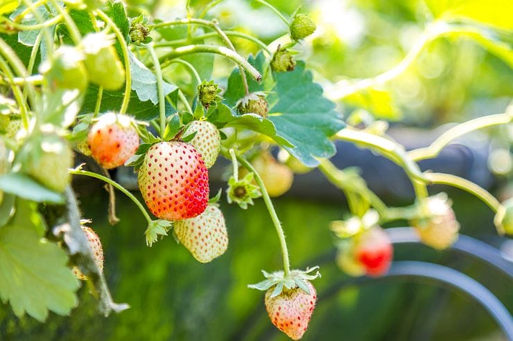Erdbeeren pflegen – Gießen, Düngen und Schutz vor Schädlingen