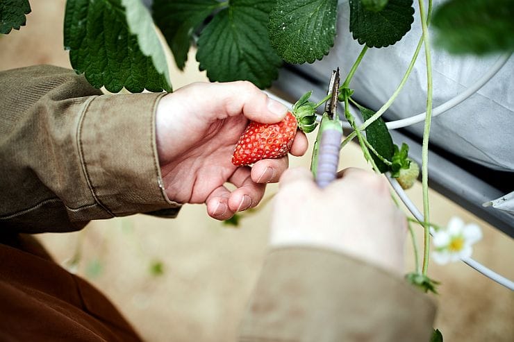 Im Herbst soll man die Erdbeeren schneiden