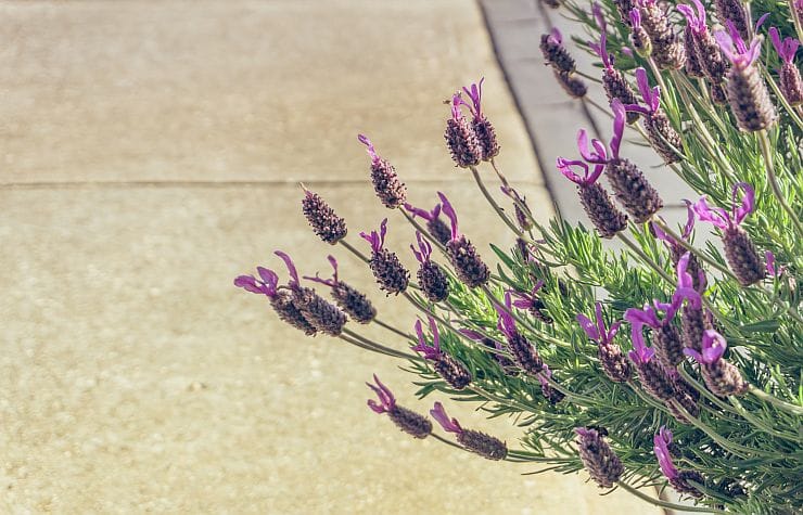 Französischer Lavendel (Lavandula dentata) mit hellvioletten Blüten im Garten