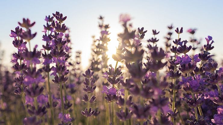 Blühender Lavendel im Garten mit Bienen und Schmetterlingen, aromatische Gartenpflanze