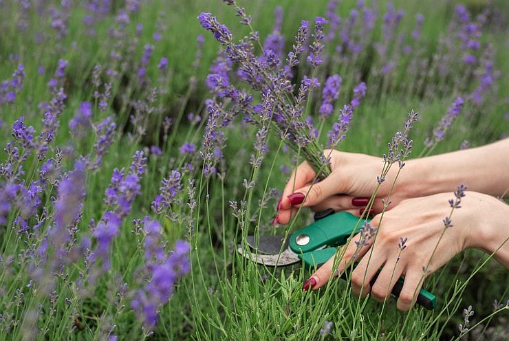 Lavendel im Garten schneiden – Schnitt der Blüten und Triebe für gesunden Wuchs