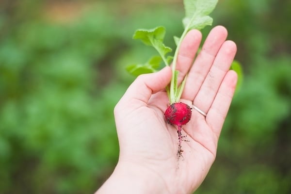 Radieschen ernten