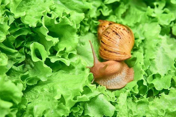 Gartenschnecke auf Salat im Gartenbeet