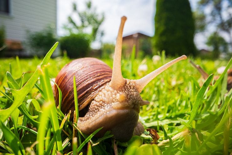 Warum habe ich Schnecken im Garten?