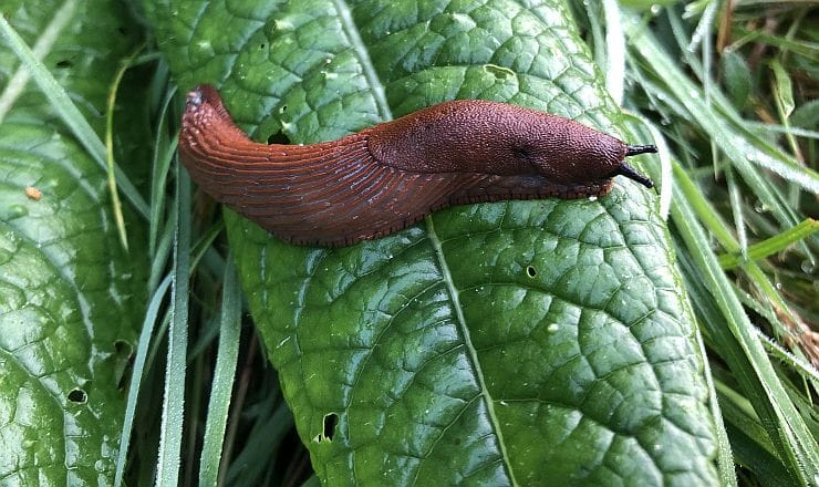 Braune Nacktschnecke im Garten auf feuchtem Boden