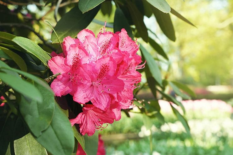 Pflegehinweise für Rhododendron-Alpenrose: Standort, Bewässerung, Boden und Tipps für prächtige Blüte im Garten