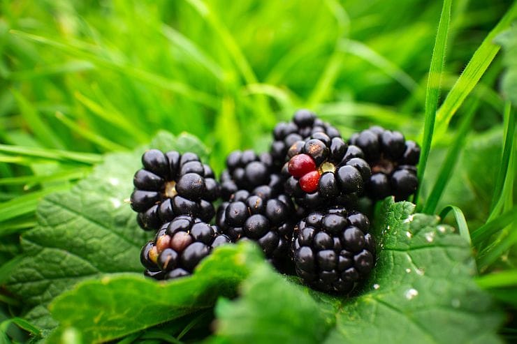 Brombeeren – dunkelviolette, saftige Waldfrüchte, leicht süß-säuerlich, ideal für Snacks, Desserts oder Marmelade