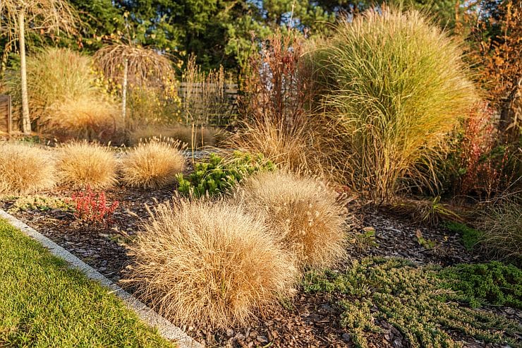 Herbstlicher Garten mit winterhartem Ziergras – bunte Halme und Struktur