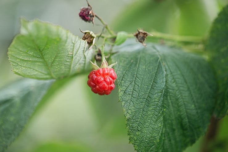 Waldhimbeere – mittelgroße, rote Waldfrucht, aromatisch und süß