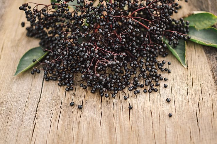 Holunderbeeren – dunkle, aromatische Waldbeeren, ideal für Sirup, Gelee und herbstliche Gesundheitsrezepte