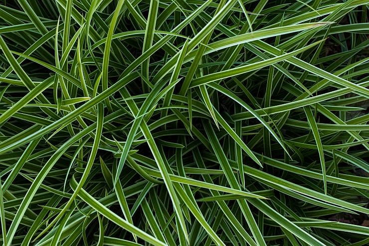 Dekorative Japan-Segge für herbstliche und winterliche Gartengestaltung