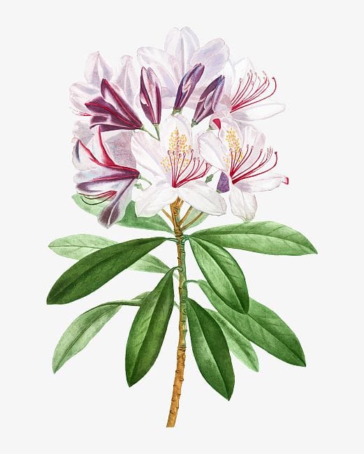 Rhododendron Steckbrief: Familie, Blütezeit, Blütenfarbe, Standort, Bodenansprüche, Wasserbedarf und Pflegetipps für Alpenrosen im Garten