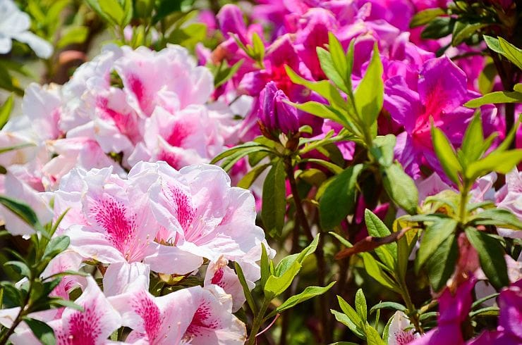Rhododendren Sorten – Übersicht verschiedener Alpenrosen mit Blütenfarben, Höhe, Blütezeit und besonderen Eigenschaften für den Garten