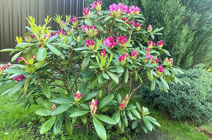 Rhododendron-Strauch im Garten – blühender Alpenrosenstrauch mit bunten Blüten, idealer Standort halbschattig, feuchter saurer Boden