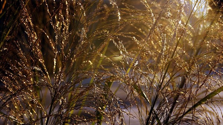 Winterhartes Rutenhirse – elegantes Ziergras