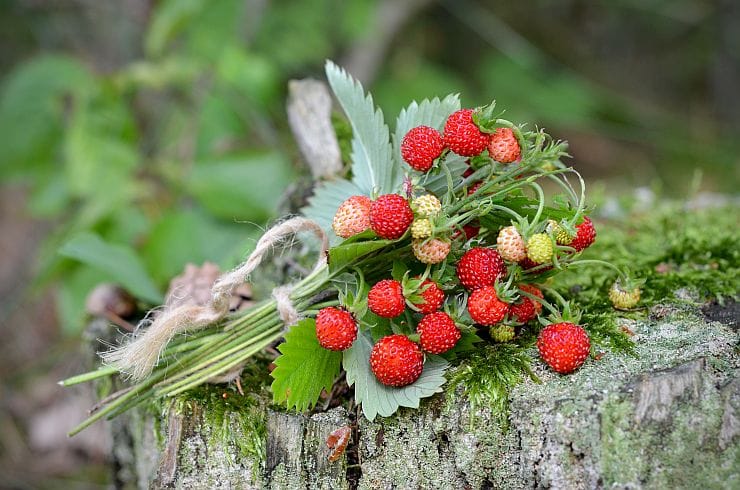 Walderdbeere – kleine, rote Waldfrucht, süß und aromatisch, geeignet zum Frischessen oder für Marmelade