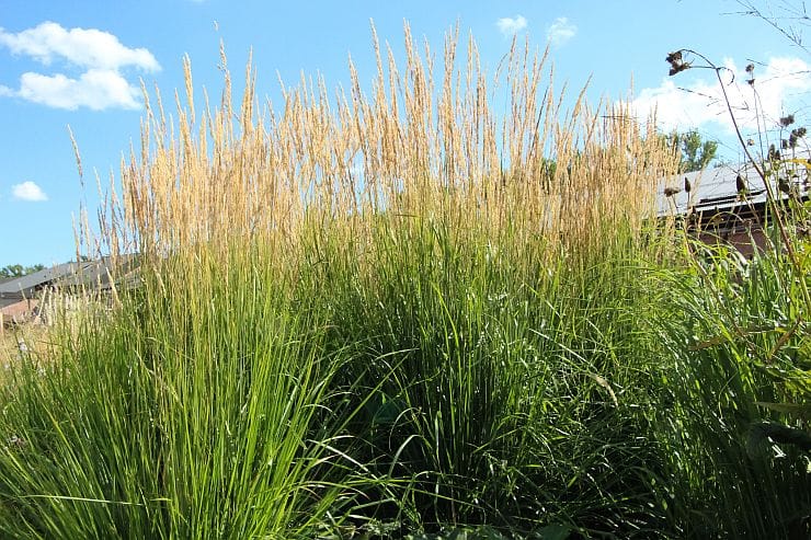 Reitgras im Garten – robust, winterhart und dekorativ