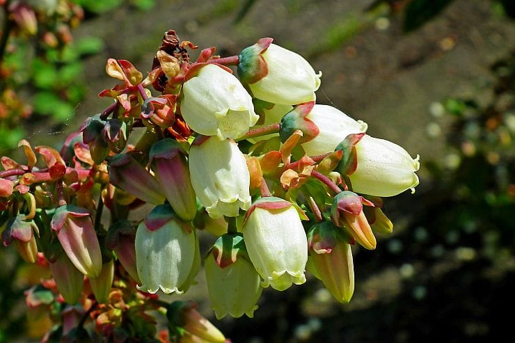 Amerikanische Heidelbeere mit zarten weißen Blüten am Strauch