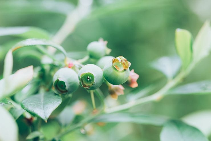 Amerikanische Heidelbeere mit grünen, noch nicht reifen Beeren am Strauch