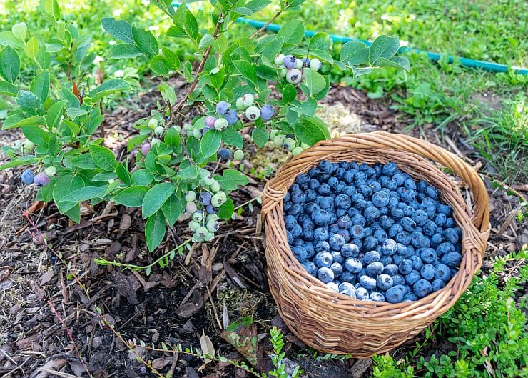 „Blaubeere Strauch an sonnigem, leicht saurem Standort”