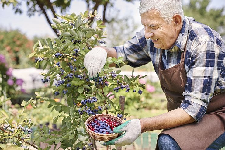 Frische Amerikanische Heidelbeeren bei der Ernte vom Strauch