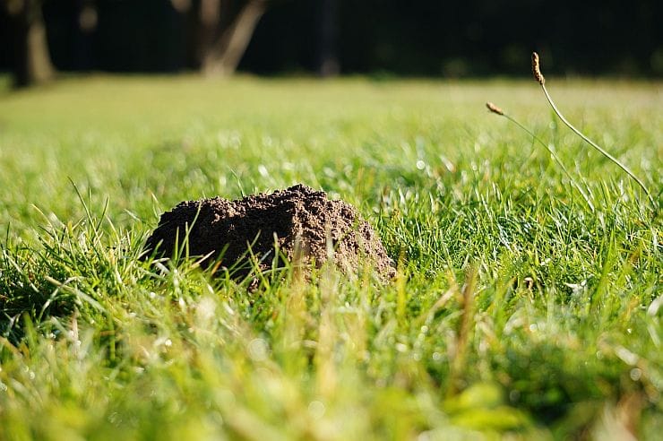 Maulwurf im Garten – was tun?