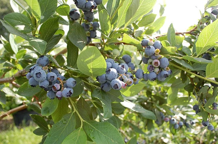 Amerikanische Heidelbeeren mit Mulch aus Rindenstücken zur Feuchtigkeitserhaltung